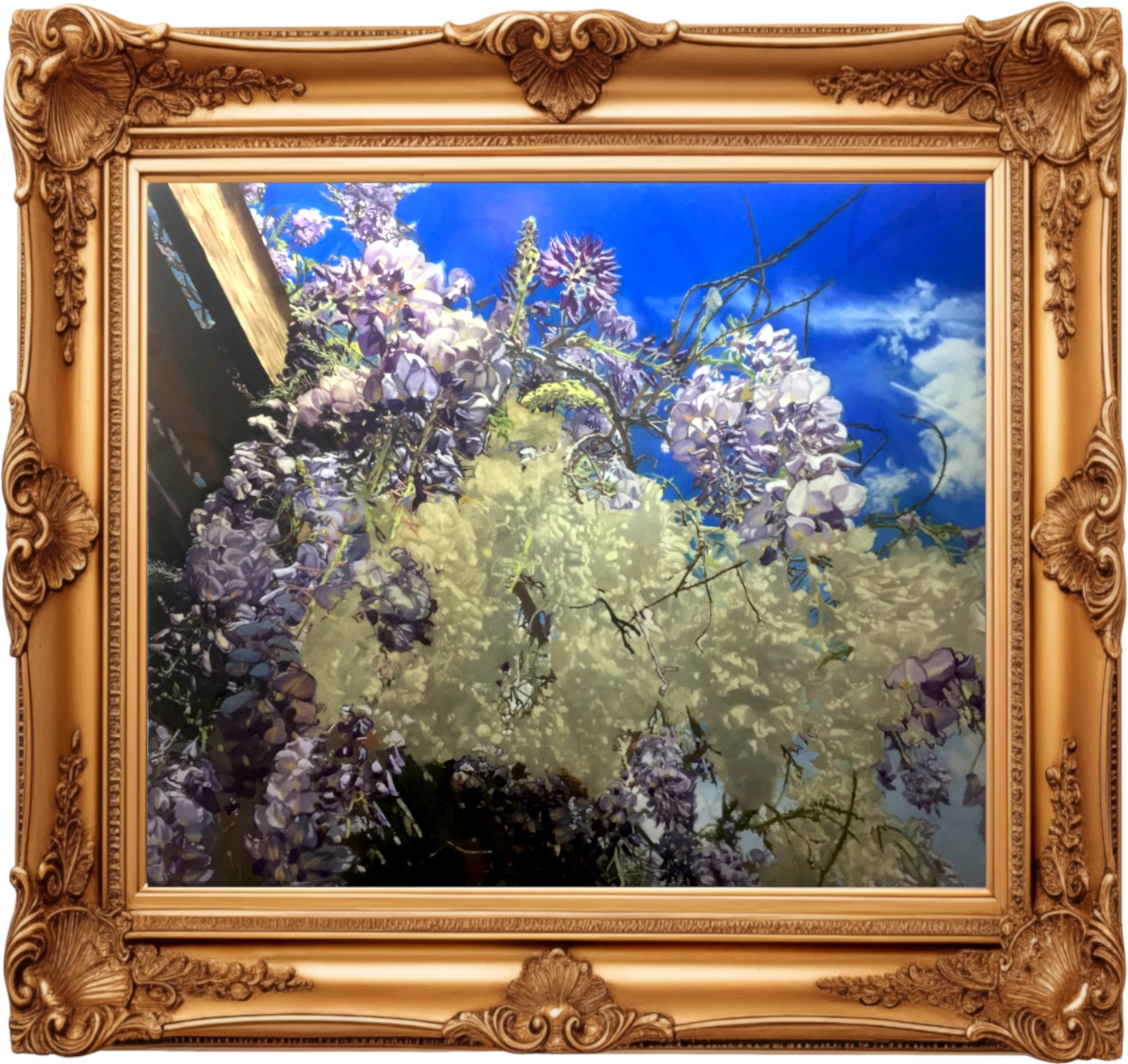- Wisteria Early 2017 Huge Size - 1 - Davidnoll.earth