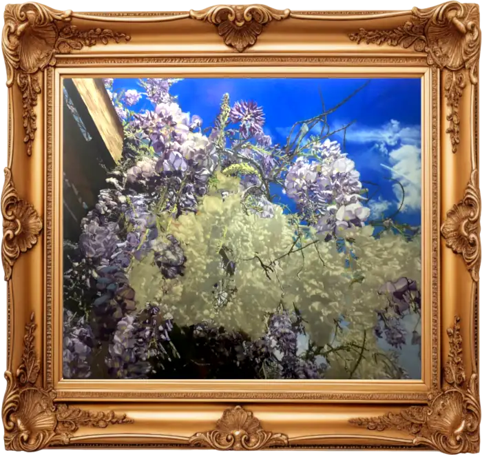 wisteria-early-2017 - Wisteria - 2 - Davidnoll.earth